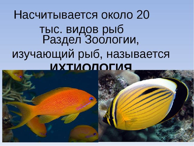 Приспособления рыб к условиям обитания значение рыб презентация